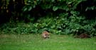 Our little furry friendly food-loving friends