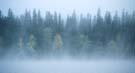 Foggy morning