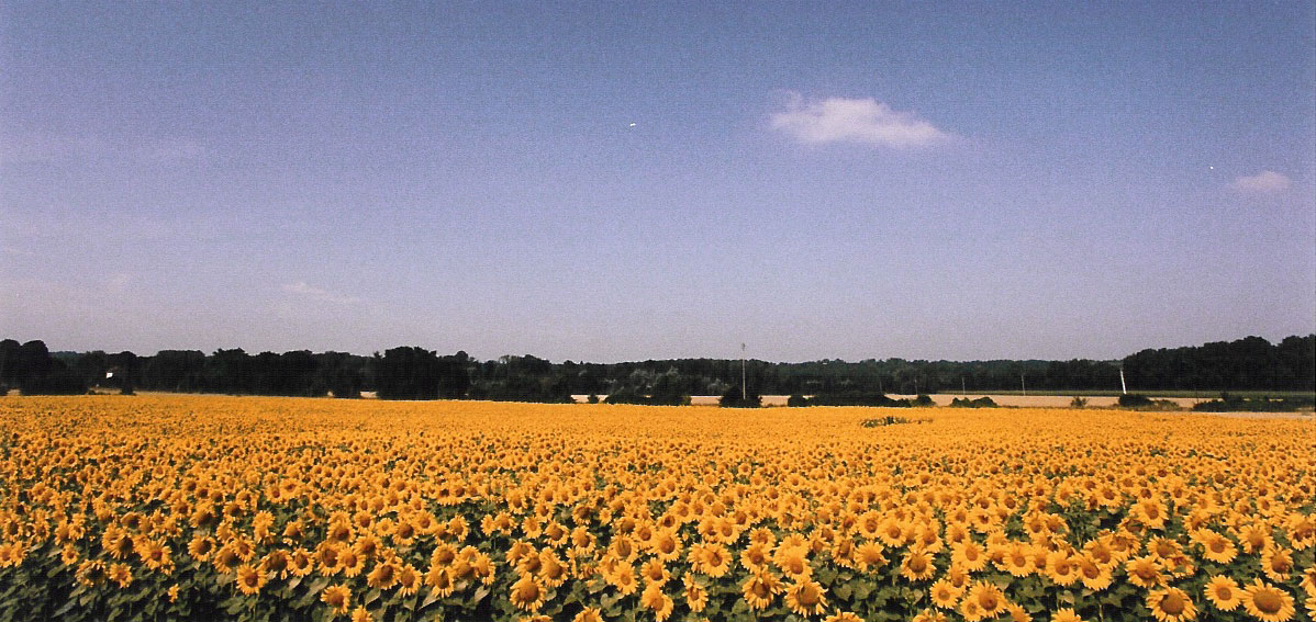 Sunflower field