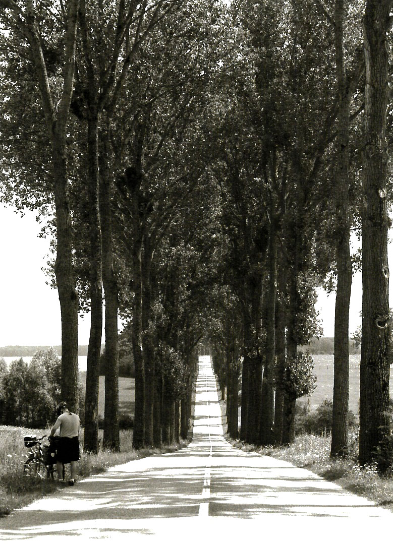 Peaceful tree-lined roadways