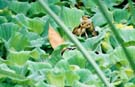 Two frogs duke it out for mating rights