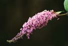 The lilac along the marble road were particularly beautiful and large