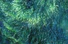 Seaweed swirls