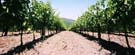 Vines, rows and rows of vines.  Beautiful!