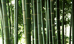 I like bamboo! Clean crisp lines, great sounds, good flooring