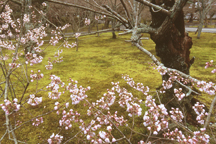 Cherry trees just poking through the cold