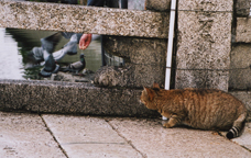 Those birds are sooooo close!