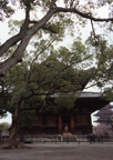 Temple looming through the trees