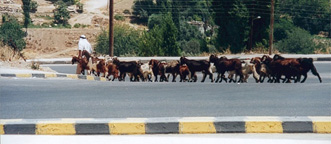 Local traffic, Jerash, Jordan