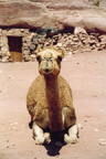 What you looking at? Petra, Jordan