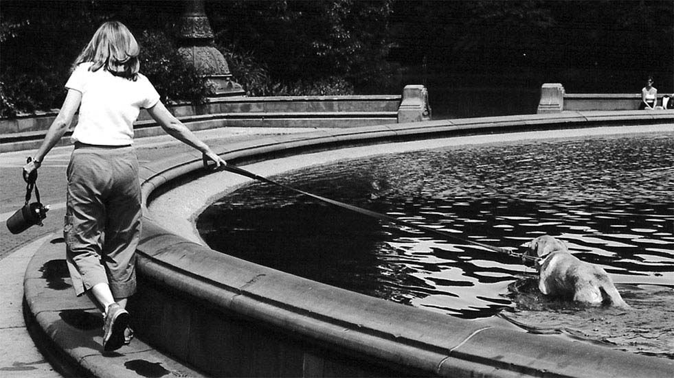 Taking the water dog for a... swim