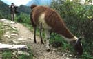 Donny taking a picture of a llama