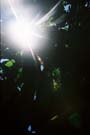 Sun piercing through the banana tree leaves