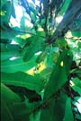 In the green shade of banana trees