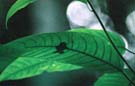 Secret Agent Frog hides on top of a leaf