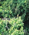 Parrots preening