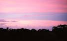 Silhouette of a Jungle in pink