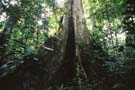 Towering over the forest floor