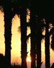 Sunset through the palms