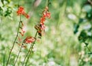 Swallowtail dance