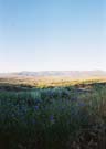 The blue bells of Park City