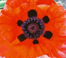 A poppy open for maximum exposure