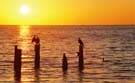 Cormorants posing for the rising sun