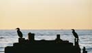 Cormorants standing guard on their dock